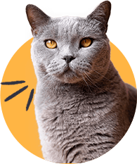 Shapemew Shapemew