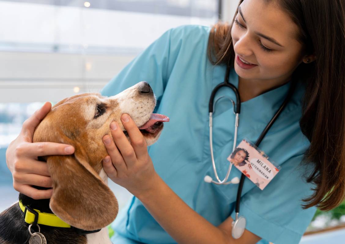 close-up-veterinarian-checking-dog-min close-up-veterinarian-checking-dog-min