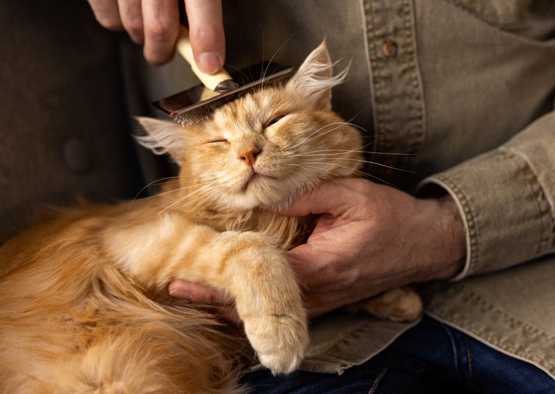 elderly-person-with-pet-cat-min elderly-person-with-pet-cat-min